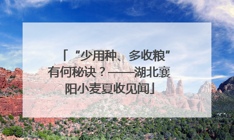 “少用种、多收粮”有何秘诀？——湖北襄阳小麦夏收见闻