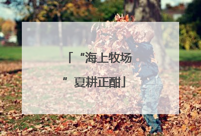 “海上牧场”夏耕正酣