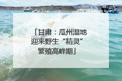 甘肃：瓜州湿地迎来野生“精灵”繁殖高峰期
