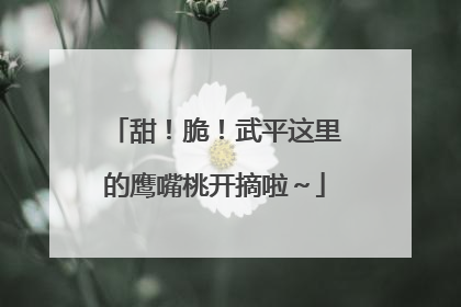 甜！脆！武平这里的鹰嘴桃开摘啦～