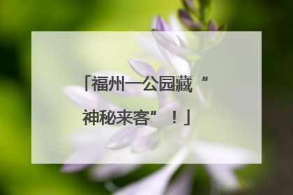 福州一公园藏“神秘来客”！
