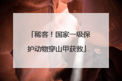稀客！国家一级保护动物穿山甲获救