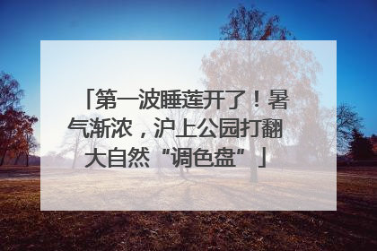 第一波睡莲开了！暑气渐浓，沪上公园打翻大自然“调色盘”