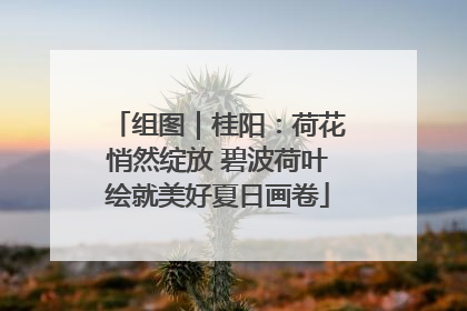 组图｜桂阳：荷花悄然绽放 碧波荷叶绘就美好夏日画卷
