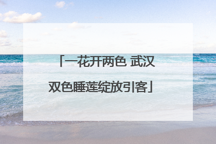 一花开两色 武汉双色睡莲绽放引客