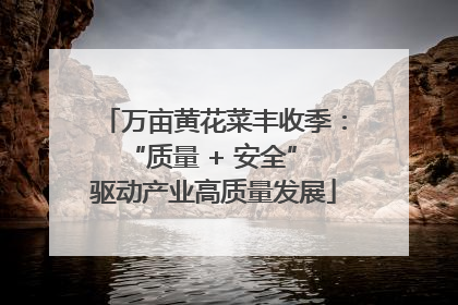万亩黄花菜丰收季：“质量 + 安全” 驱动产业高质量发展