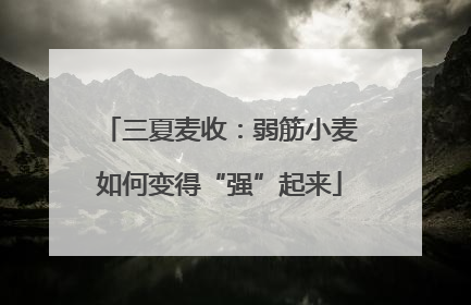 三夏麦收：弱筋小麦如何变得“强”起来