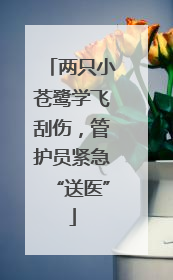 两只小苍鹭学飞刮伤，管护员紧急“送医”