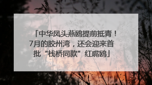 中华凤头燕鸥提前抵青！7月的胶州湾，还会迎来首批“栈桥同款”红嘴鸥
