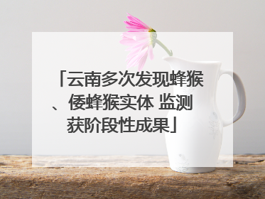 云南多次发现蜂猴、倭蜂猴实体 监测获阶段性成果
