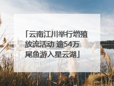 云南江川举行增殖放流活动 逾54万尾鱼游入星云湖