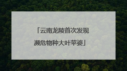 云南龙陵首次发现濒危物种大叶苹婆