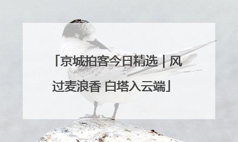 京城拍客今日精选｜风过麦浪香 白塔入云端