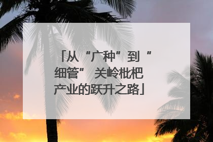 从“广种”到“细管” 关岭枇杷产业的跃升之路