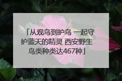 从观鸟到护鸟 一起守护蓝天的精灵 西安野生鸟类种类达467种