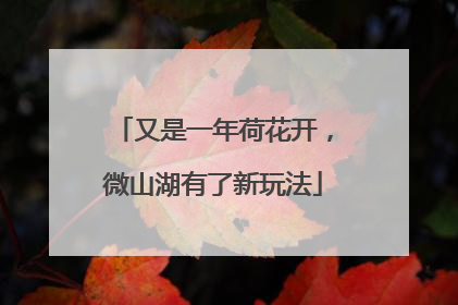 又是一年荷花开，微山湖有了新玩法