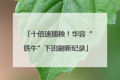 十倍速插秧！华容“铁牛”下田刷新纪录