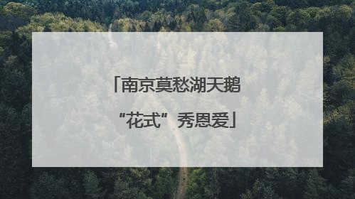 南京莫愁湖天鹅“花式”秀恩爱