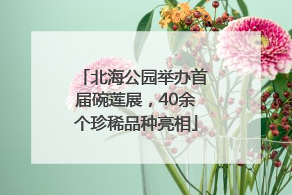 北海公园举办首届碗莲展，40余个珍稀品种亮相