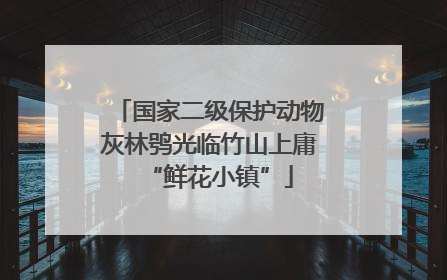 国家二级保护动物灰林鸮光临竹山上庸“鲜花小镇”