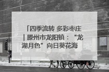 四季流转 多彩枣庄｜滕州市龙阳镇：“龙湖月色”向日葵花海 绘就乡村振兴新画卷