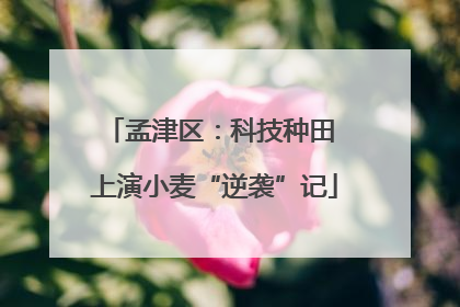 孟津区：科技种田 上演小麦“逆袭”记