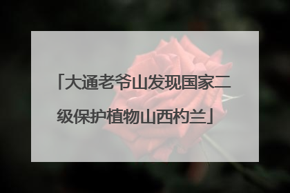 大通老爷山发现国家二级保护植物山西杓兰