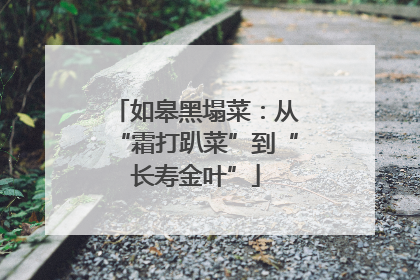 如皋黑塌菜：从“霜打趴菜”到“长寿金叶”