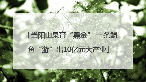 当阳山泉育“黑金” 一条鲟鱼“游”出10亿元大产业