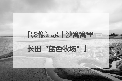 影像记录丨沙窝窝里长出“蓝色牧场”