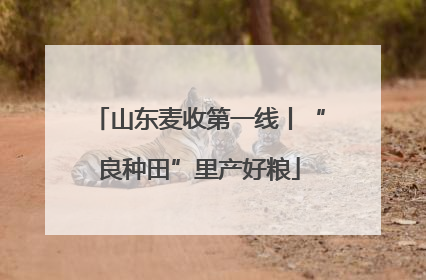 山东麦收第一线丨“良种田”里产好粮