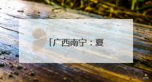 广西南宁：夏日路树果飘香