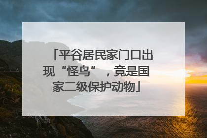 平谷居民家门口出现“怪鸟”，竟是国家二级保护动物