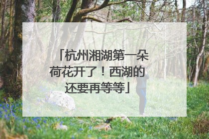 杭州湘湖第一朵荷花开了！西湖的还要再等等