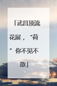 武昌顶流花展，“荷”你不见不散