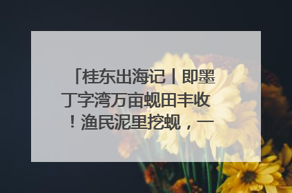 桂东出海记丨即墨丁字湾万亩蚬田丰收！渔民泥里挖蚬，一天上岸过千斤
