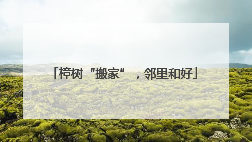 樟树“搬家”，邻里和好