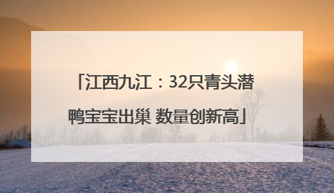 江西九江：32只青头潜鸭宝宝出巢 数量创新高