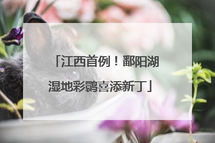 江西首例！鄱阳湖湿地彩鹮喜添新丁