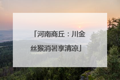 河南商丘：川金丝猴消暑享清凉