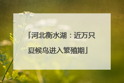 河北衡水湖：近万只夏候鸟进入繁殖期