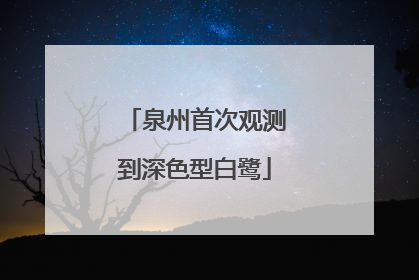 泉州首次观测到深色型白鹭