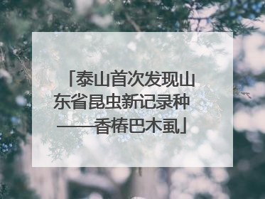 泰山首次发现山东省昆虫新记录种——香椿巴木虱