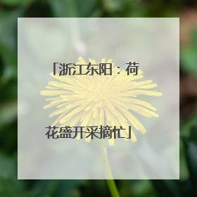 浙江东阳：荷花盛开采摘忙