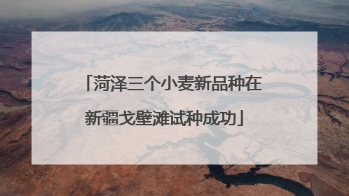 菏泽三个小麦新品种在新疆戈壁滩试种成功