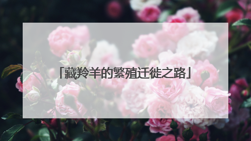 藏羚羊的繁殖迁徙之路
