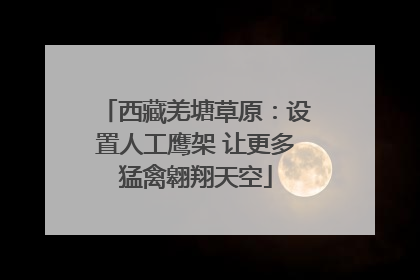 西藏羌塘草原：设置人工鹰架 让更多猛禽翱翔天空