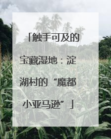 触手可及的宝藏湿地：淀湖村的“魔都小亚马逊”