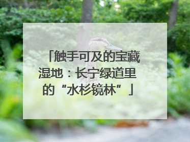 触手可及的宝藏湿地：长宁绿道里的“水杉镜林”