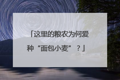 这里的粮农为何爱种“面包小麦”？